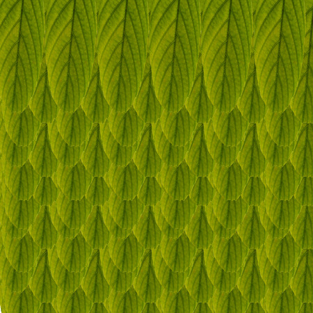 leaves on background
