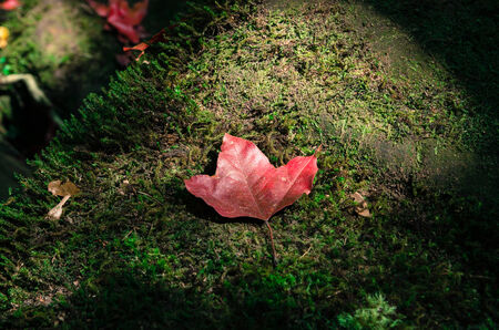 maple leaf on stone moss