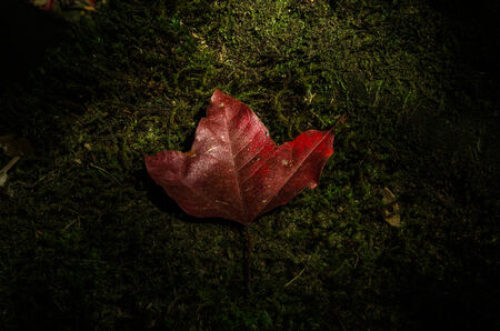 maple leaf on stone mossの写真素材
