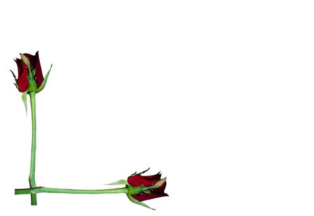 frame of rose backgroundの写真素材