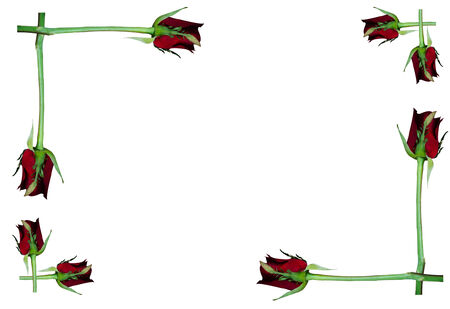 frame of rose backgroundの写真素材