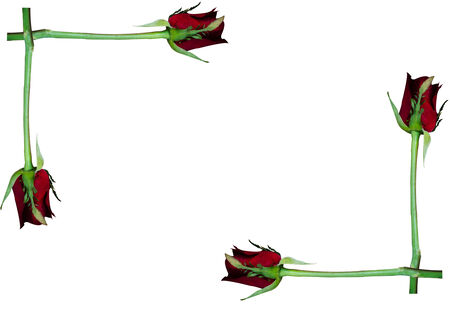 frame of rose backgroundの写真素材