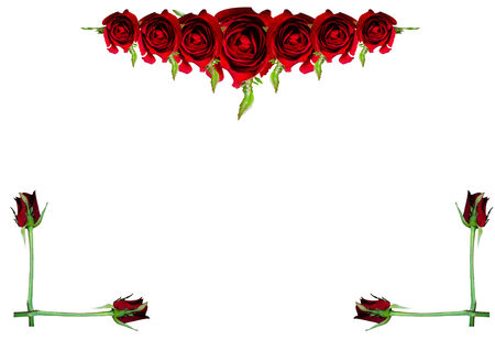 group of rose on white backgroundの写真素材