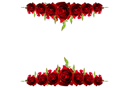 group of rose on white backgroundの写真素材