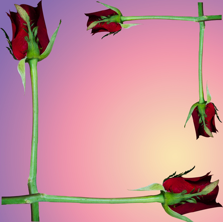 rose on white pastel backgroundの写真素材