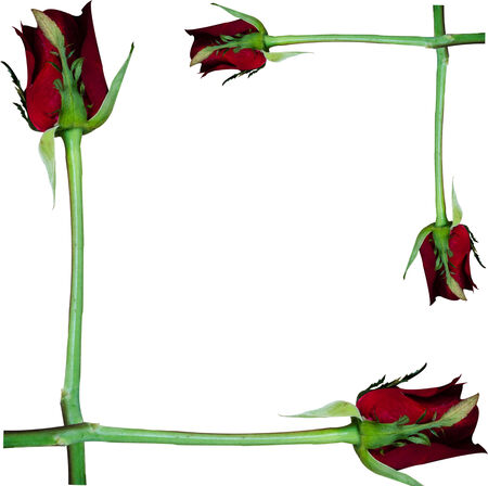rose on white isolate backgroundの写真素材