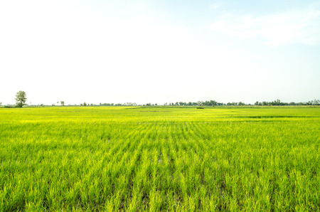 rice field landscapeの写真素材