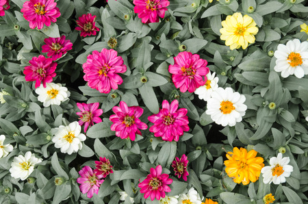 flower background with green leave process with in vintage toneの写真素材