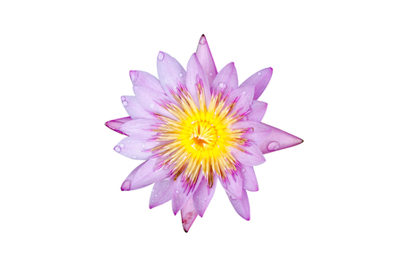 top view lotus on white background and water drop include pathの写真素材