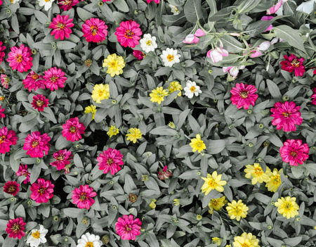 flower background with green leave process with in vintage toneの写真素材