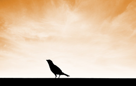 silhouette bird on ground with sunset skyの写真素材