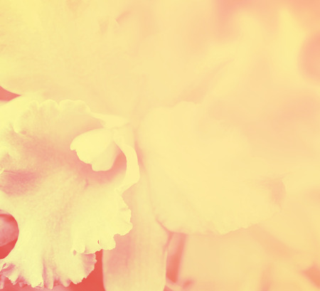 beautiful orchid flower background proces with in color toneの写真素材