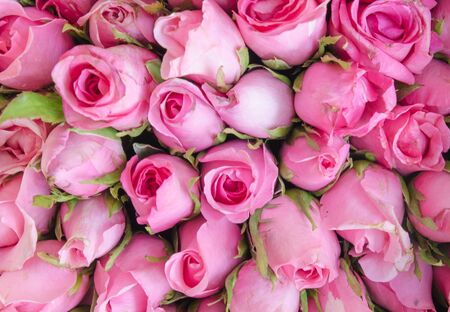 Bunch of roseの写真素材