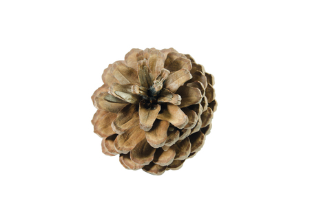 brown pine cone isolated on white background, include with clipping pathの写真素材