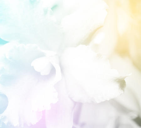 beautiful orchid flower background proces with in color toneの写真素材