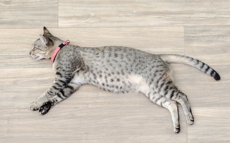 Sleeping cat on wooden boardの写真素材