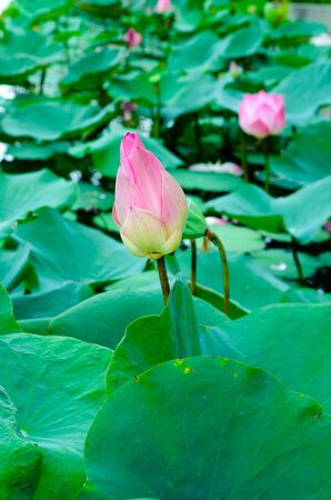 lotus flowerの写真素材