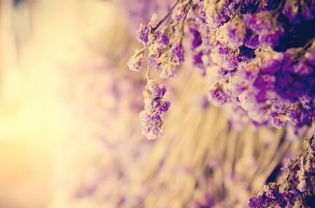 flower grass at relax morning time :soft focusの写真素材