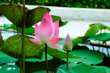 lotus flowerの写真素材