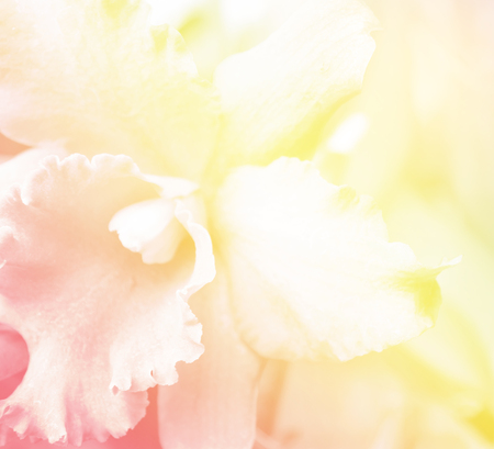 beautiful orchid flower background proces with in color toneの写真素材