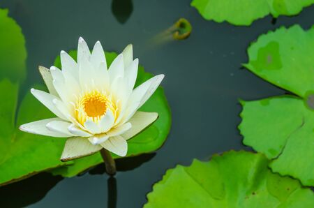 lotus flowerの写真素材