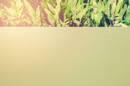 decoration wall and vintage treeの写真素材