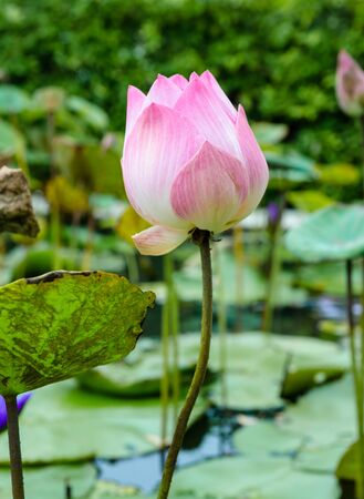 lotus flowerの写真素材