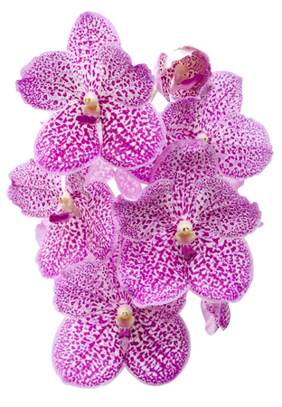 orchid isolated on whiteの写真素材