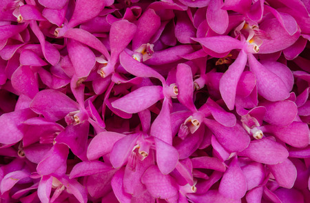 Bunch of flowersの写真素材