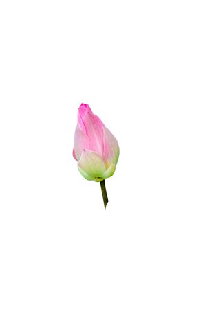 lotus on white background with pathの写真素材