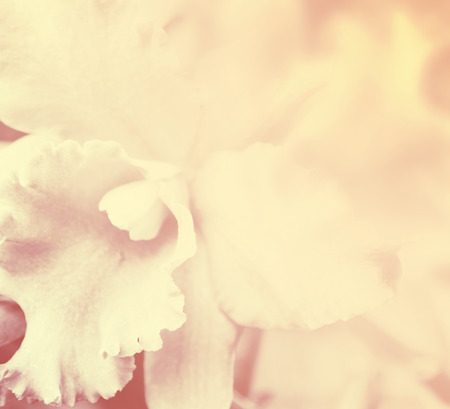 beautiful orchid flower background proces with in color toneの写真素材