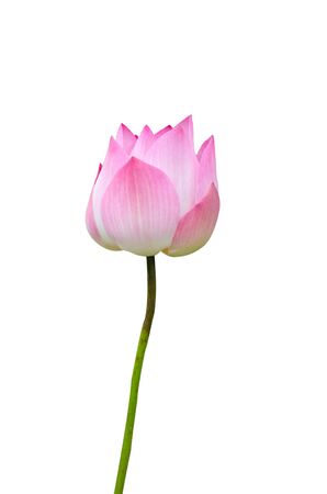 lotus on white background with pathの写真素材