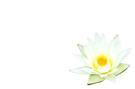 lotus on white background with pathの写真素材