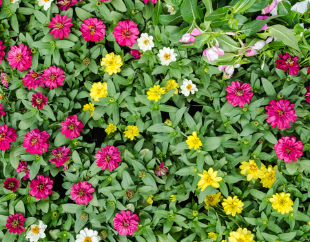 flower background with green leaveの写真素材