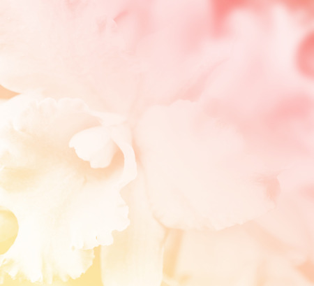 beautiful orchid flower background proces with in color toneの写真素材