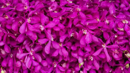 Bunch of flowersの写真素材