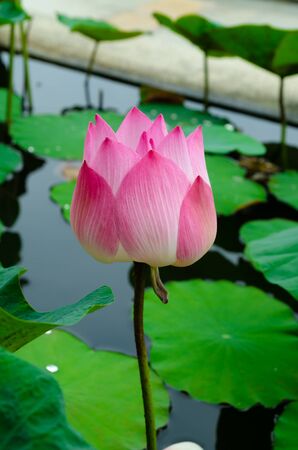lotus flowerの写真素材