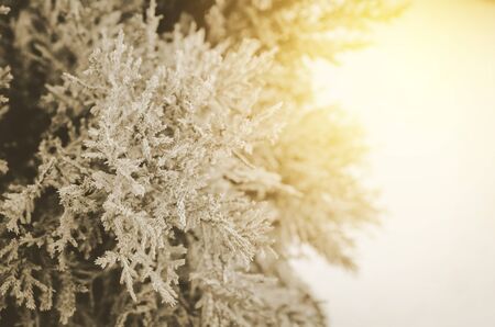 flower grass at relax morning time :soft focus , color filterの写真素材