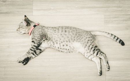 Sleeping cat on wooden board : vintage peocess styleの写真素材