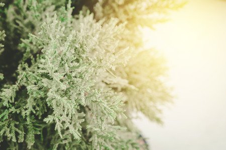 flower grass at relax morning time :soft focus , color filter