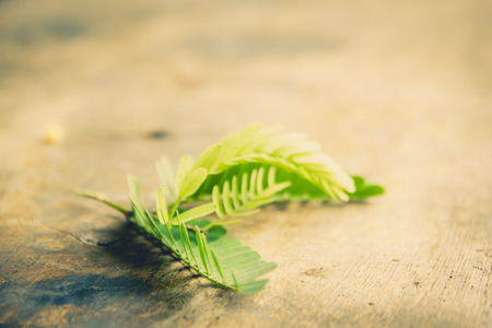 fresh green leaf on wooden table ,selective focus area process in vintage color toneの写真素材