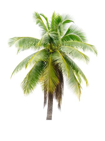 coconut tree on white backgroundの写真素材