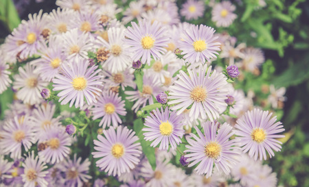 flower backgroundの写真素材