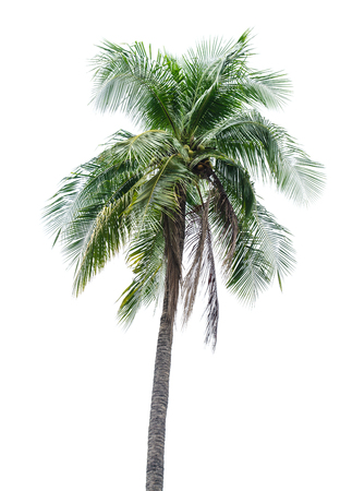 coconut tree on white backgroundの写真素材