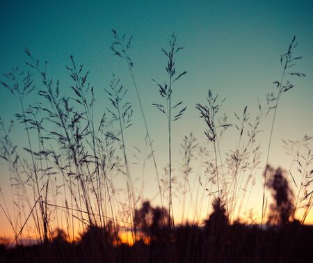 Grass flowers on sunset sky backgroundの写真素材