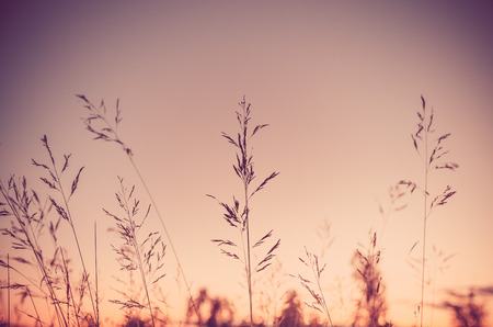 Grass flowers sunset beautiful  sky background  process color toneの写真素材