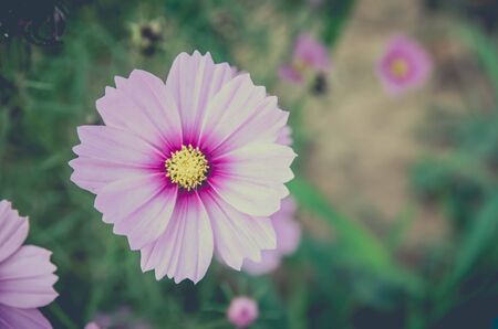 cosmos flower,Comos spp,Compositae , color processの写真素材