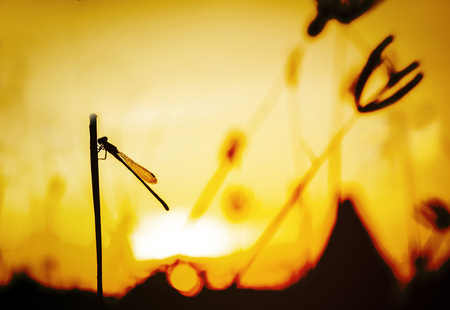 dragonfly silhouette on sunset background
