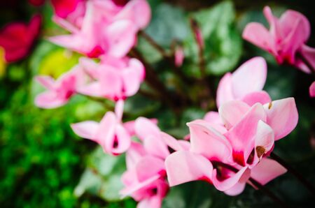 flower in gardenの写真素材