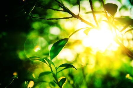 leaf with sunlight soft focusの写真素材